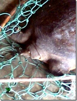 African Softshell Turtle- www.naijatreks.com