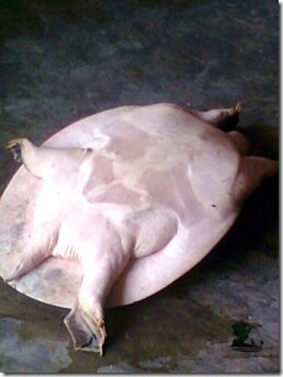 African Softshell Turtle- www.naijatreks.com