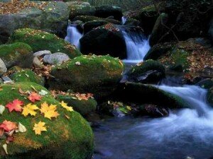 stream. ©nature.desktopnexus.com nature.desktopnexus.com