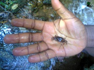 naijatreks.com