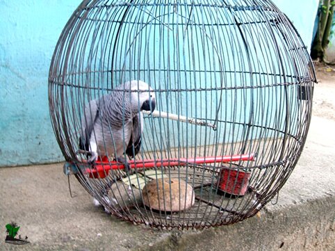 Parrot_Port Harcourt Zoo_Naijatreks Parrot_Port Harcourt Zoo_Naijatreks